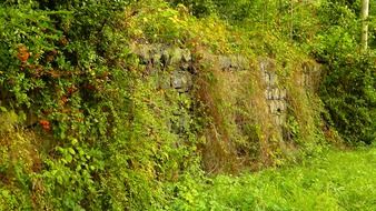 hedge of green plants