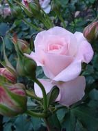 rose with petals in the garden