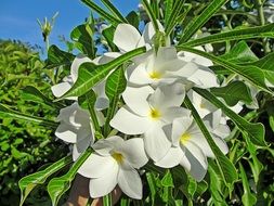 white flowers with green leaves in the park