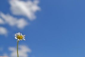 very beautiful small flower