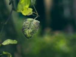 fading leaf on a tree