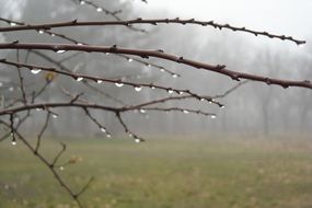 raindrops on spring tree branches on a background of foggy field