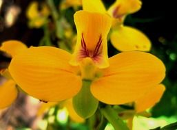 Yellow Orchid closeup