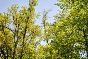 View of the trees