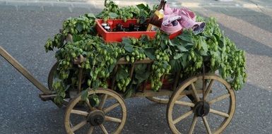 wagon with green hops, Germany, bavaria