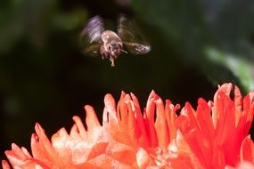 insect and decorative poppy