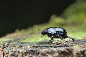 black dung beetle on a stump