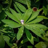 green plant in raindrops