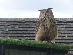 gray predatory night owl