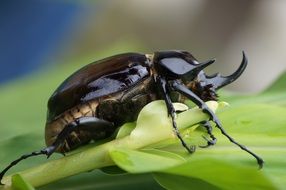 forest bug close up