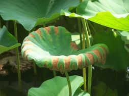 lotus leaves