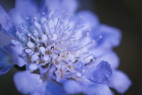 fresh purple flower