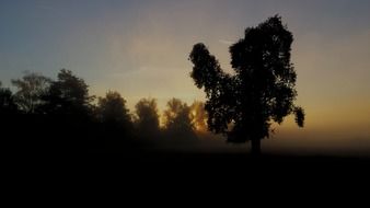 autumn landscape with a trees at dawn