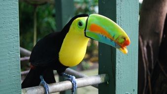 Toucan on a wooden plank