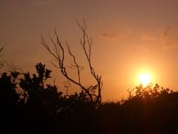 sun setting behind dark crowns of trees