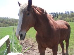 brown horse with a white nose