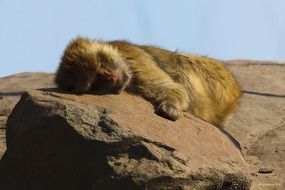 monkey sleep on stone
