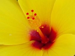 pollen on a yellow hibiscus flower close up
