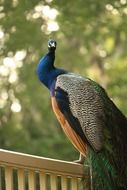 Peacock on the porch