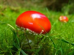 fly agaric red mushroom nature