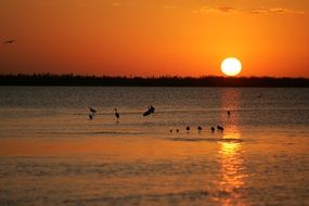 sunset birds