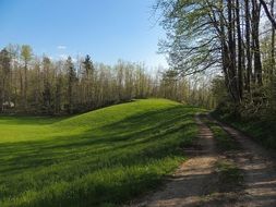 rural path in a spring forest