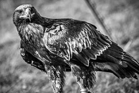 Black and white photo of the eagle