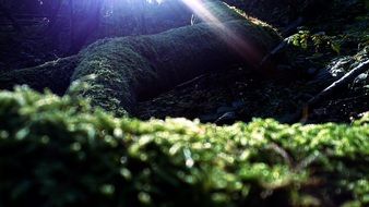 forest moss dramatic scene with sun ray