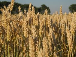 magnificent summer field