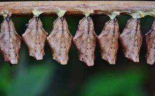 brown butterfly cocoon