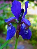 bright blue iris closeup
