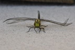 Macro picture of dragonfly insect