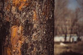 brown tree bark close up