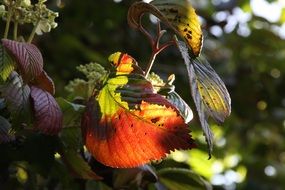 maroon, orange and green leaves on trees in autumn