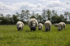 Sheep on a green meadow