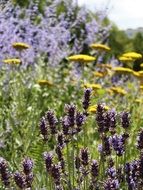 Lavender and dandelion flowers in the meadow