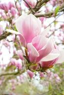 beautiful magnolia buds