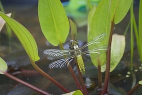 Big beautiful dragonfly in nature