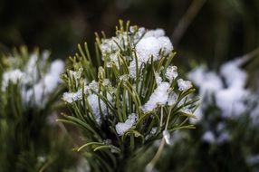 branch of a coniferous tree in the snow