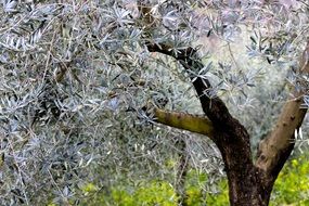 olive tree in spring