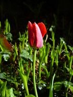 tulip spring flower