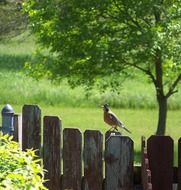 robin singing on the fence