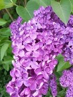 closeup photo of purple flowers of lilac