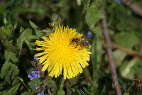 insect on yellow dandelion