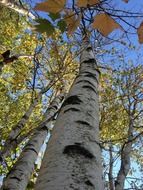 birch close up branch leaves