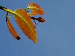 yellow leaves on blue sky