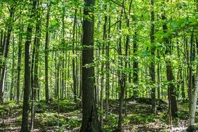 green thicket in the woods