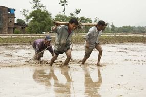 men at work in the rice fields mud