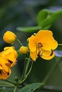 bright yellow flowers close-up on a blurred background
