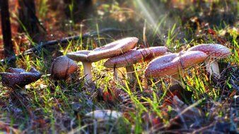 splendiferous wild mushrooms